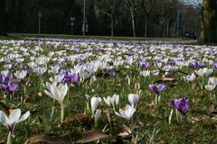 Kreisverkehr im Frühling