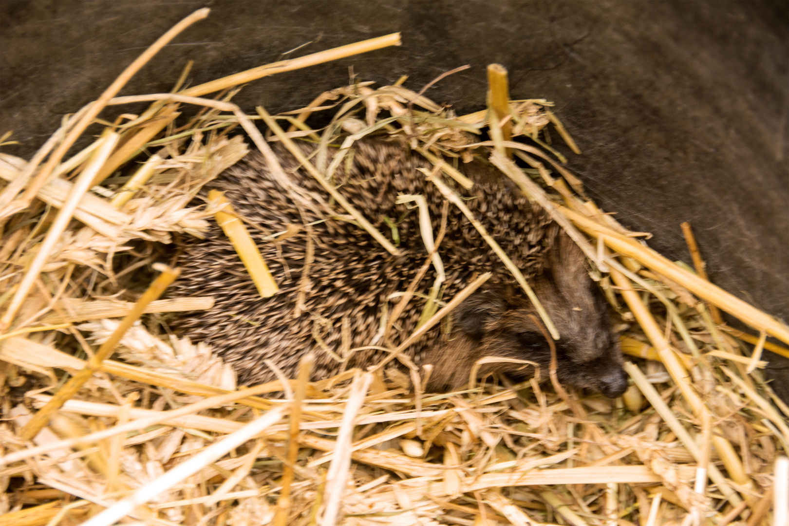 Krempe Igel