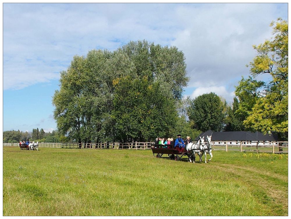 Kremserfahrt durch die Puszta