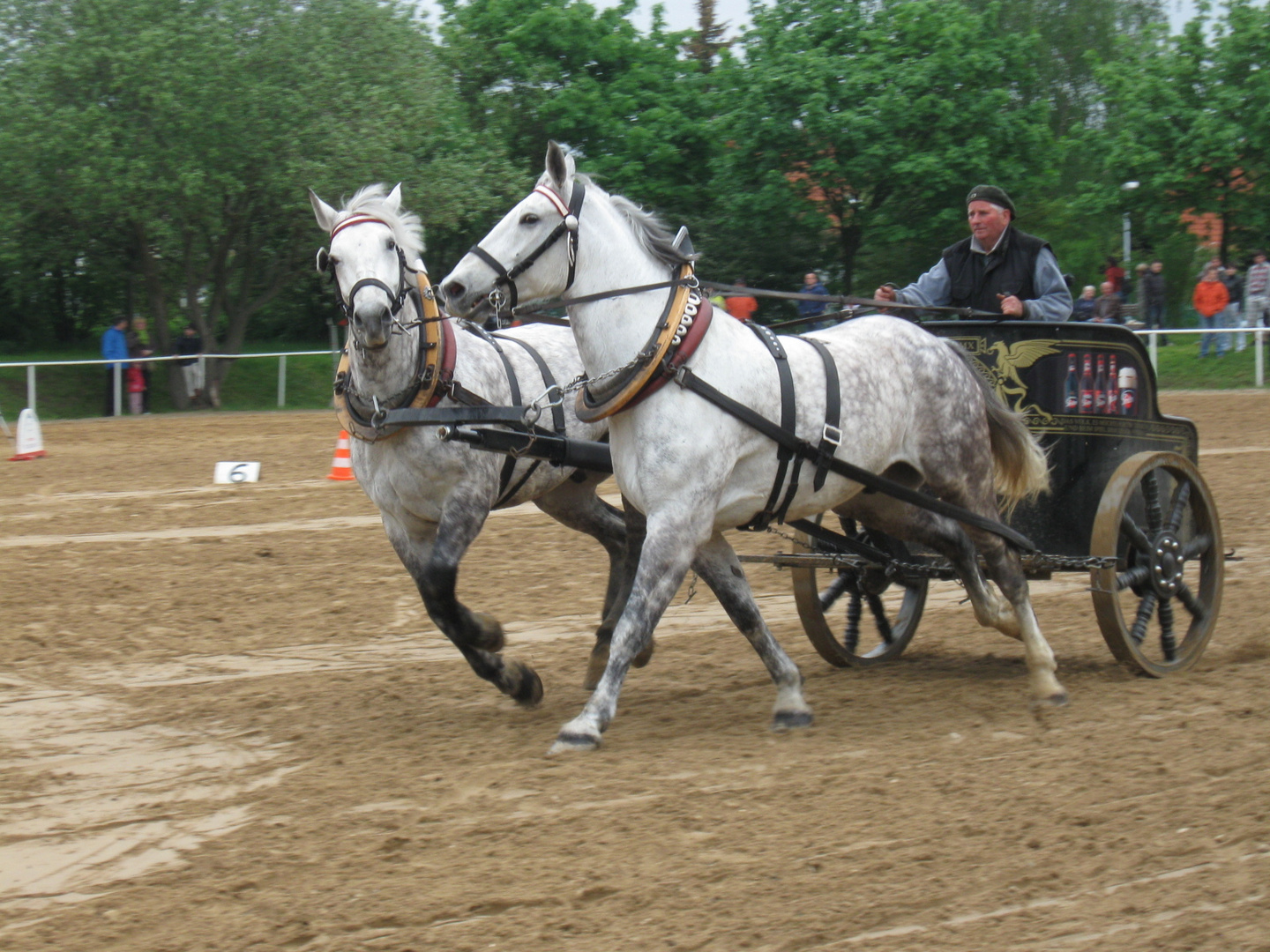 Kremserpferde in Action