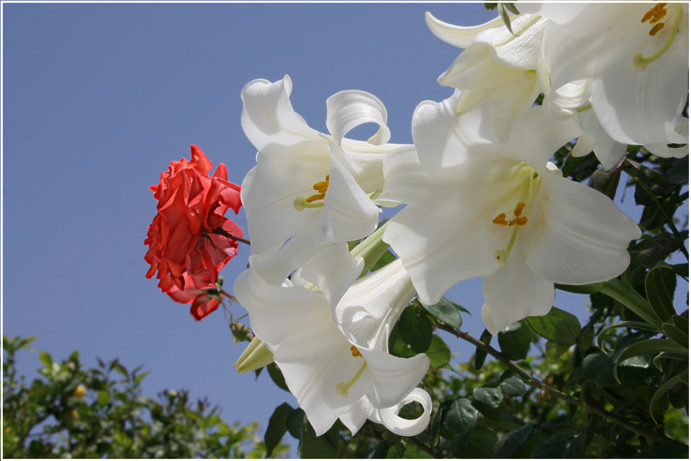 Kreta 10 - Lilien mit Rose