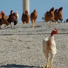 Kreta (2010), Hühnergruppe II
