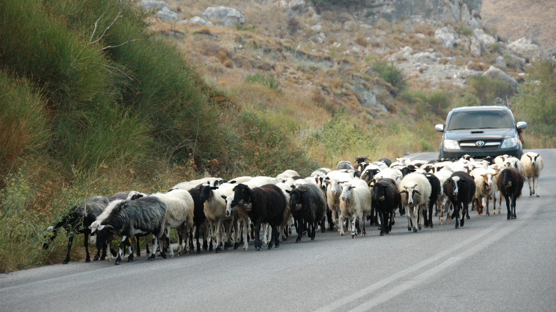 Kreta (2012), Treibjagd in Slow Motion 