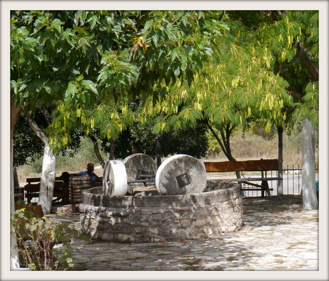 Kreta auf einer Olivenfarm