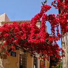 Kreta - "hängender Garten" in Chania