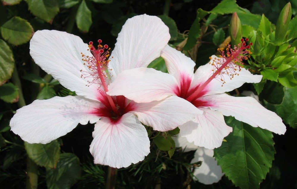 Kreta - Hibiskus