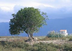 Kreta - Olivenbaum