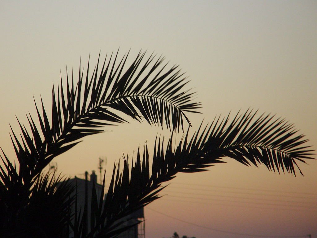 Kreta-Palme