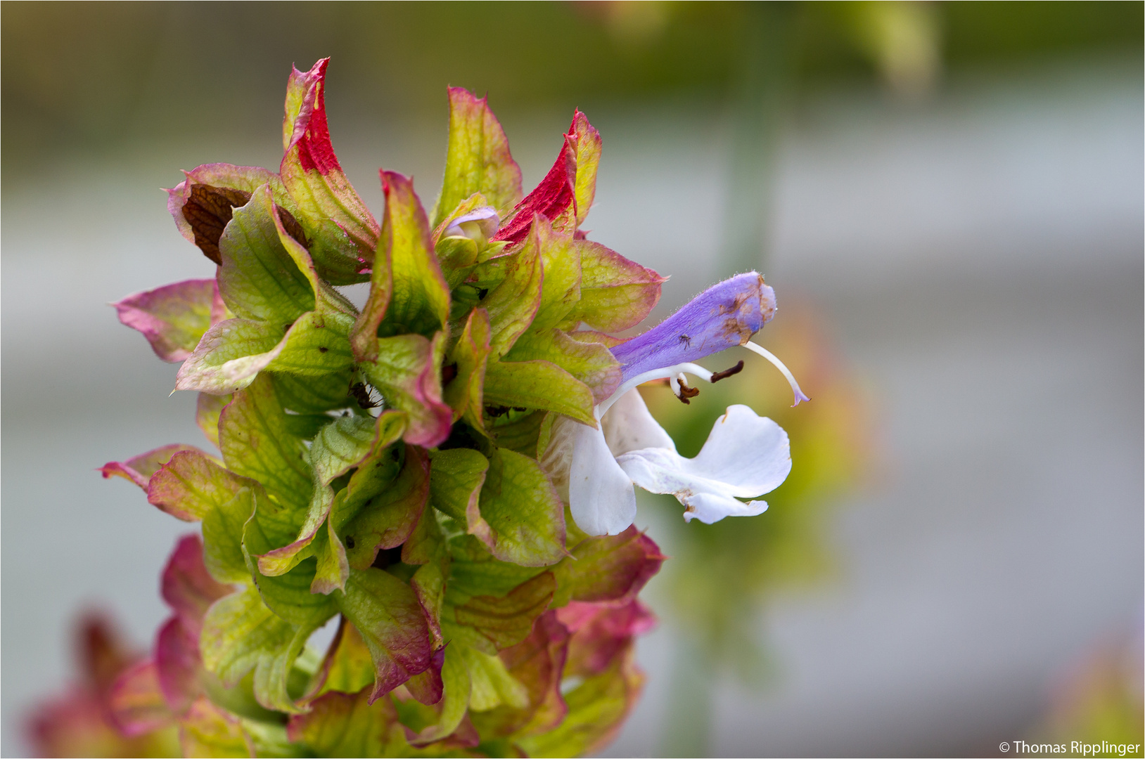 Kreta Salbei (Salvia pomifera)