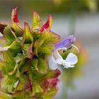 Kreta Salbei (Salvia pomifera)