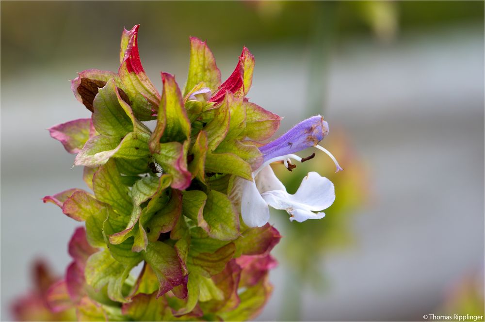 Kreta Salbei (Salvia pomifera) Foto & Bild pflanzen, pilze & flechten