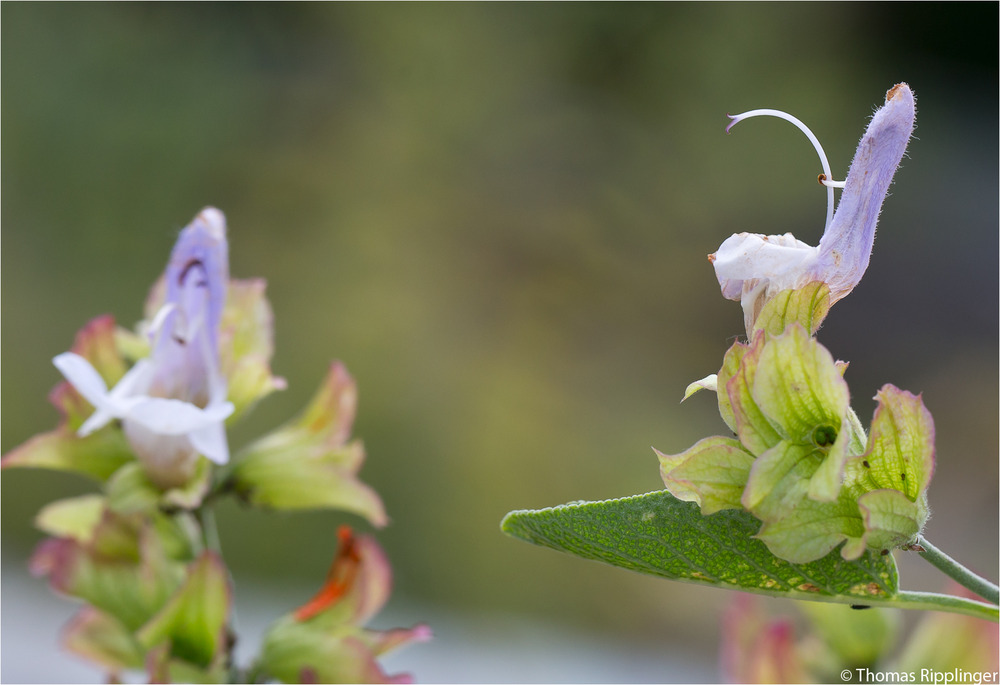 Kreta Salbei (Salvia pomifera)