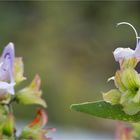 Kreta Salbei (Salvia pomifera)