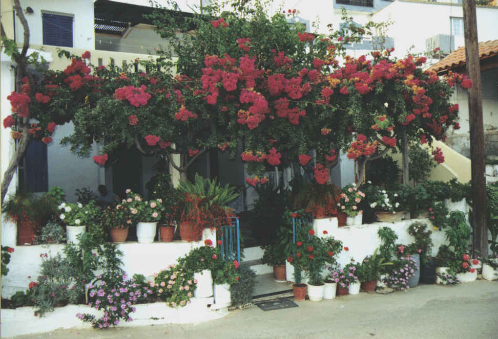 Kreta/Bali Blumenhaus