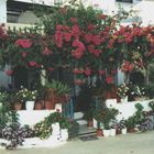 Kreta/Bali Blumenhaus