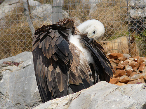 Kretas Südküste - Geier in Lykos