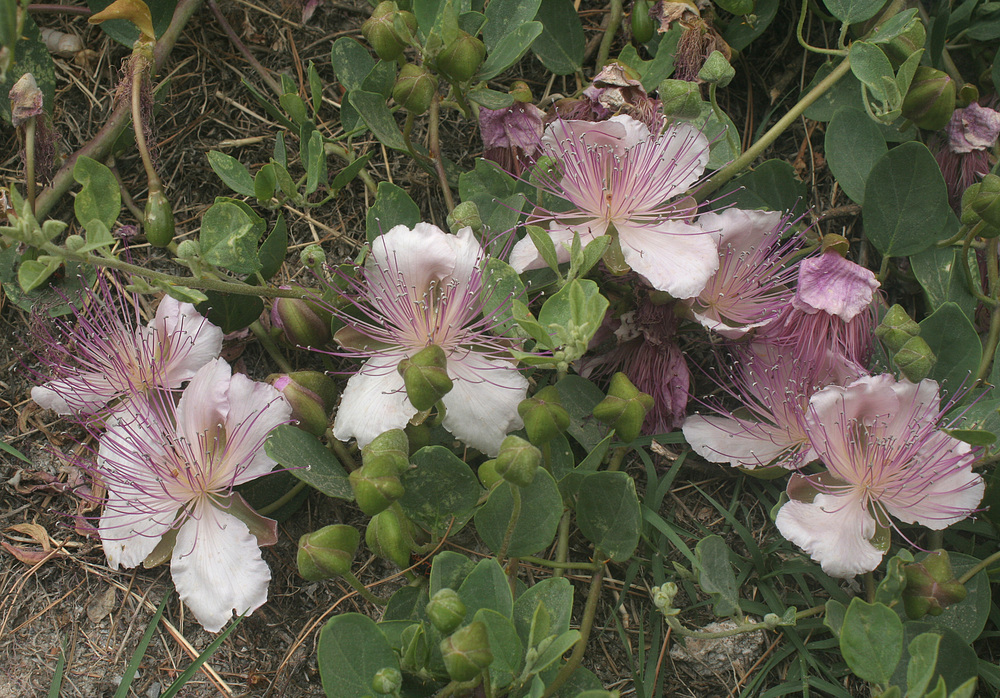 Kretische Blümchen