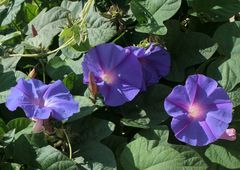 Kretische Blümchen, die von innen leuchten