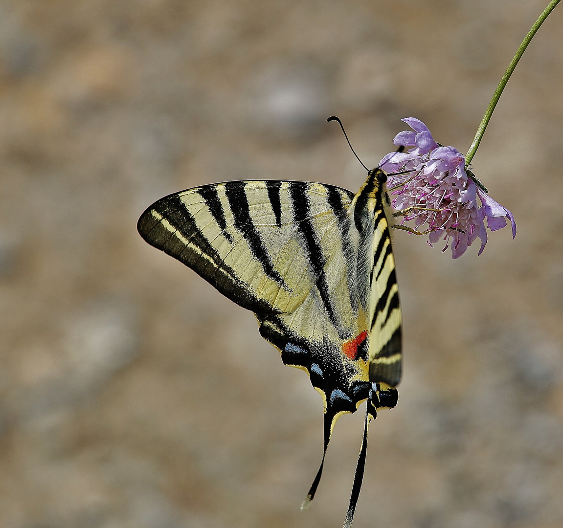 Kretische Impressionen 2019/ 25