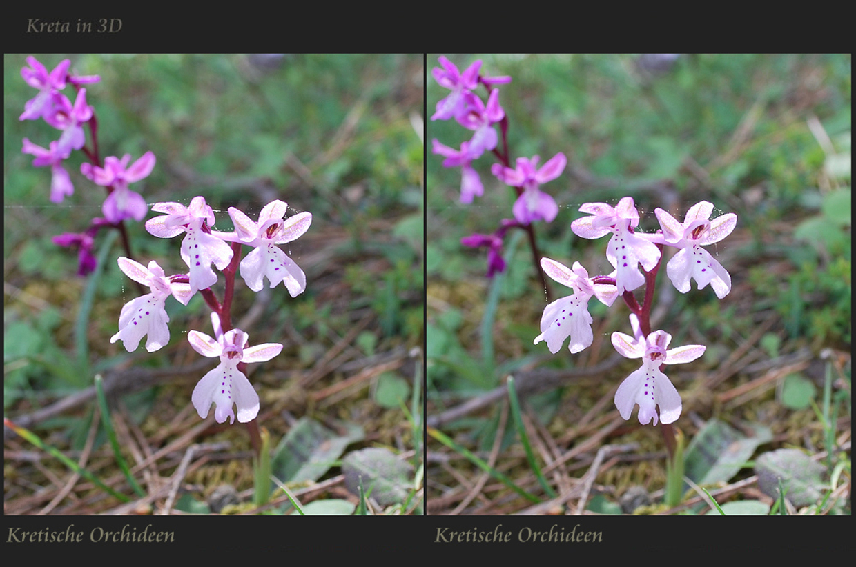 Kretische Orchideen im 3d Kreuzblick