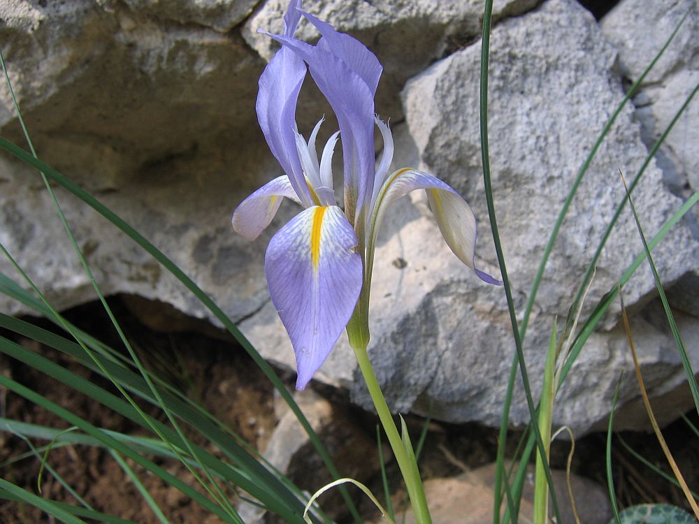 Kretische Schwertlilie (Iris unguicularis)