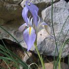 Kretische Schwertlilie (Iris unguicularis)