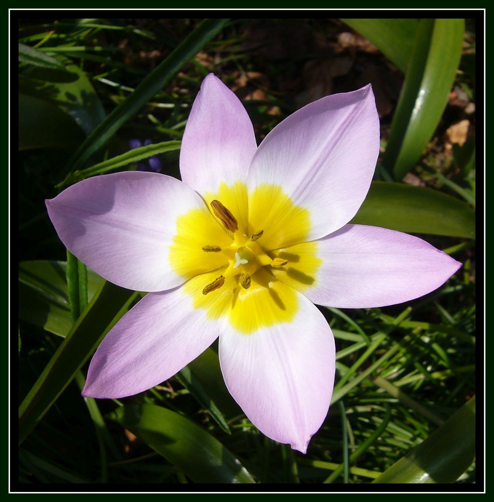 Kretische Tulpe (Tulipa bakeri) - Tulpen sind wundervolle Blickfänger in jedem Garten
