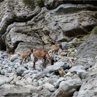 Kretische Wildziegen in der Samaria-Schlucht auf Kreta