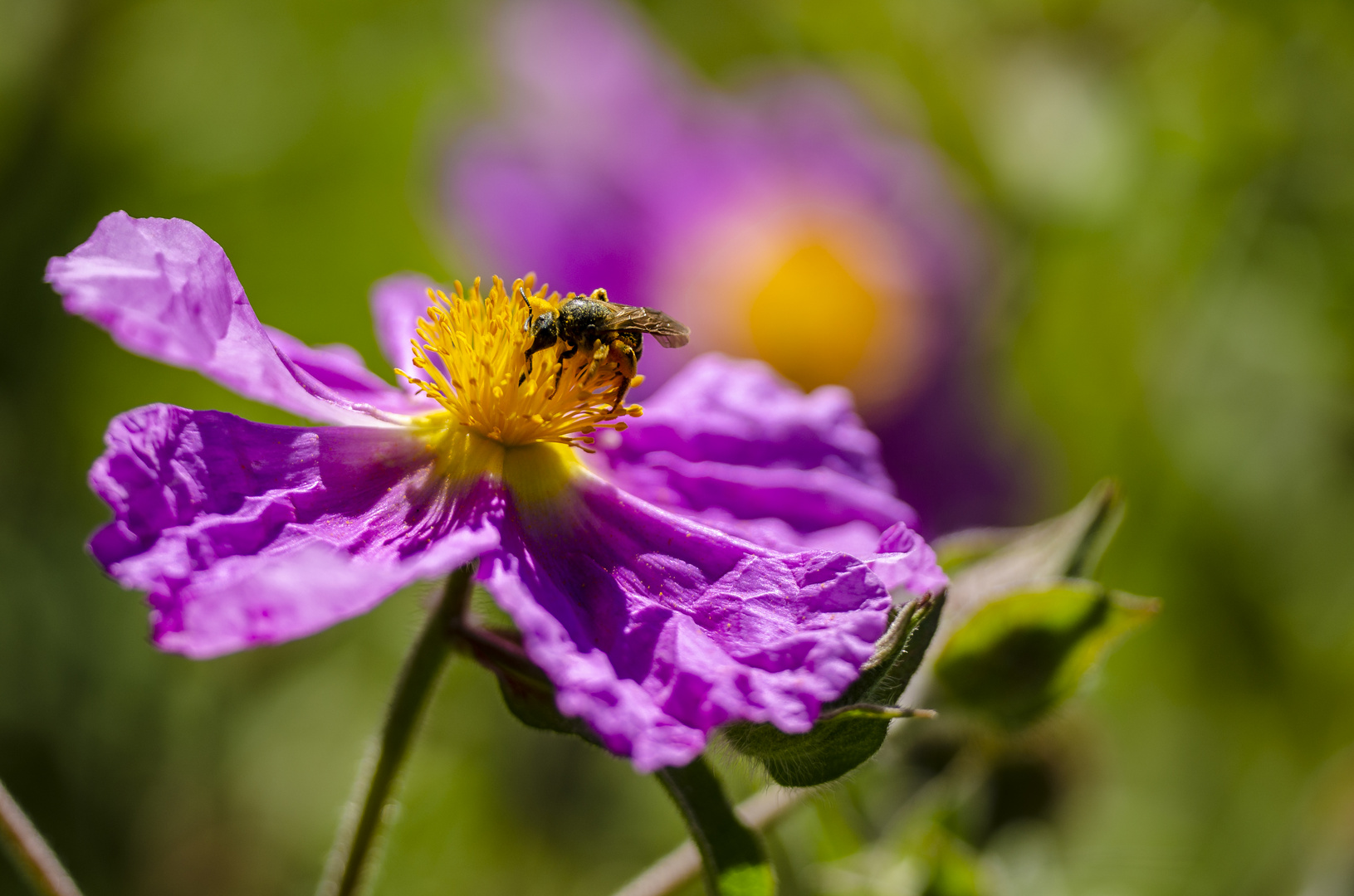 Kretische Zistrose (Cistus creticus)