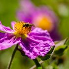 Kretische Zistrose (Cistus creticus)