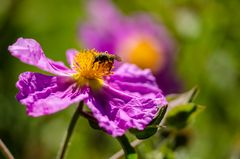 Kretische Zistrose (Cistus creticus)