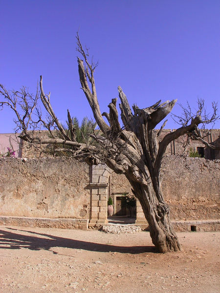 kretischer Baum im Kloster Arkadi auf Kreta