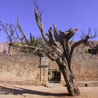 kretischer Baum im Kloster Arkadi auf Kreta