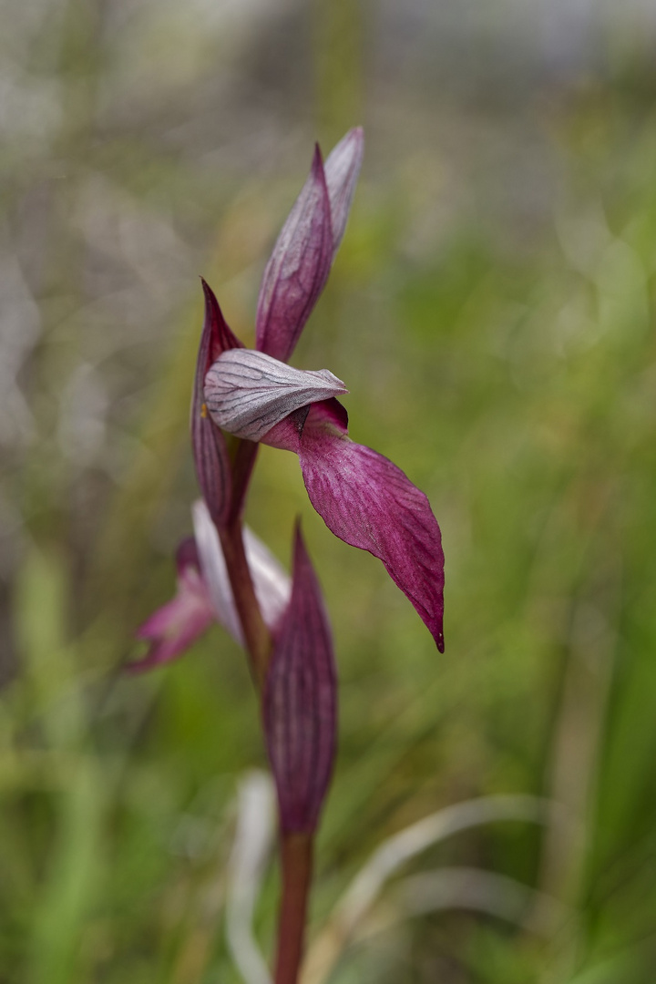 Kretischer Zungenstendel Wilde Orchidee