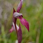 Kretischer Zungenstendel Wilde Orchidee