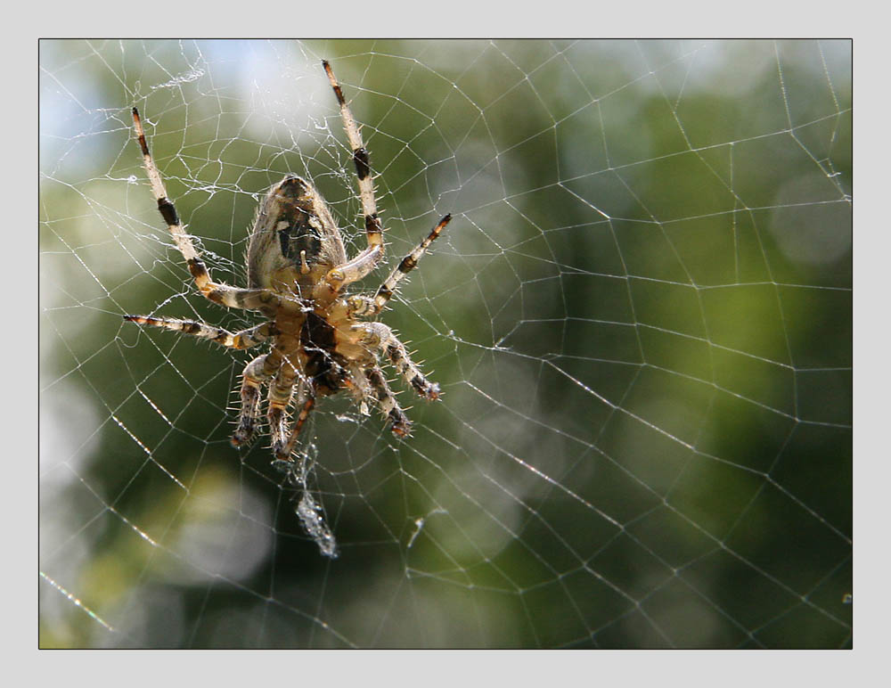 Kreuszspinne- ein prächtiges Exemplar mal von unten eben auch interessant *headlong*