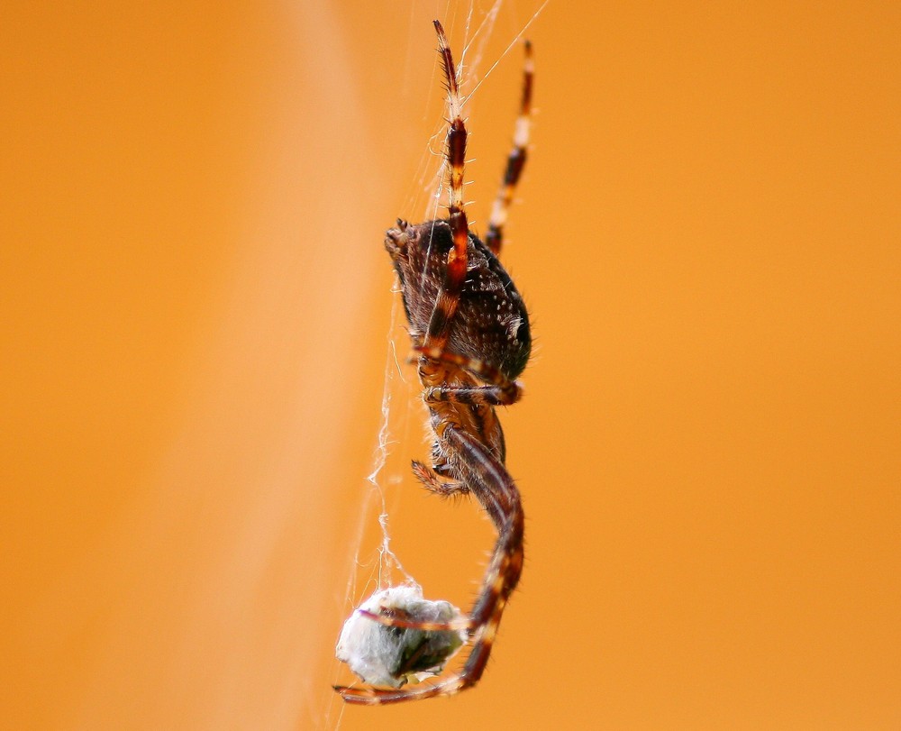 kreutzspinne beim einpacken