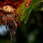 Kreutzspinne beim Frühstück