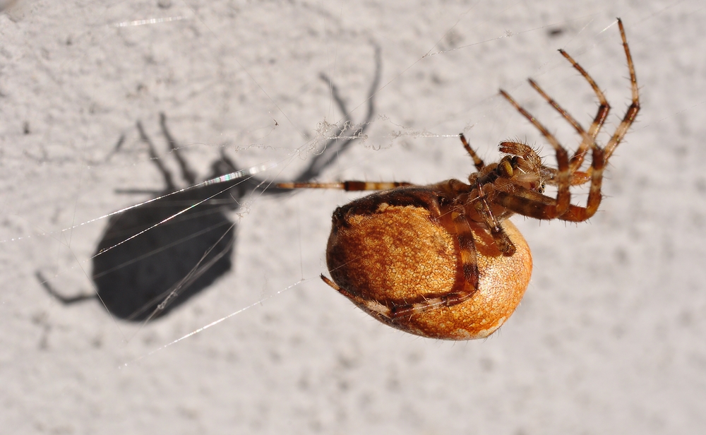 Kreutzspinne beim Schattenballet.......