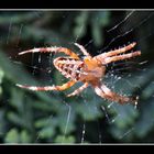 Kreutzspinne beim Sonnenbad