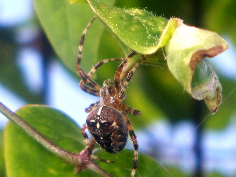 Kreutzspinne im Geäst