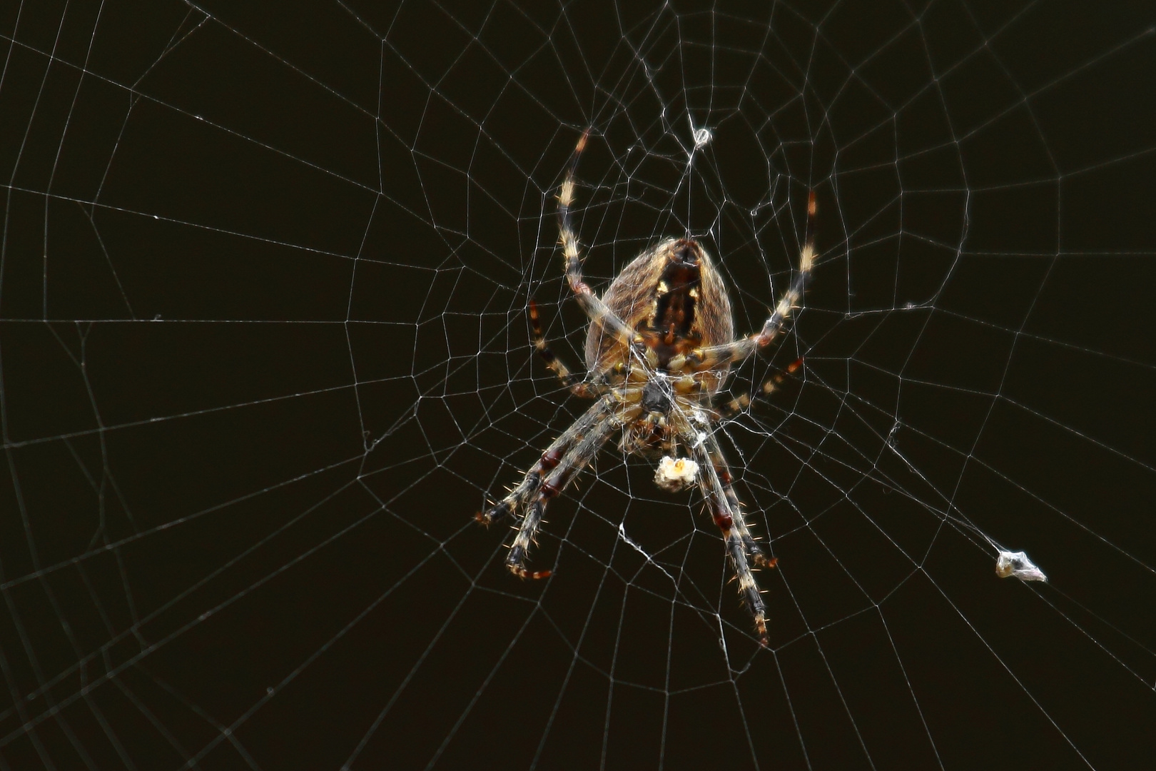 Kreutzspinne im Netz