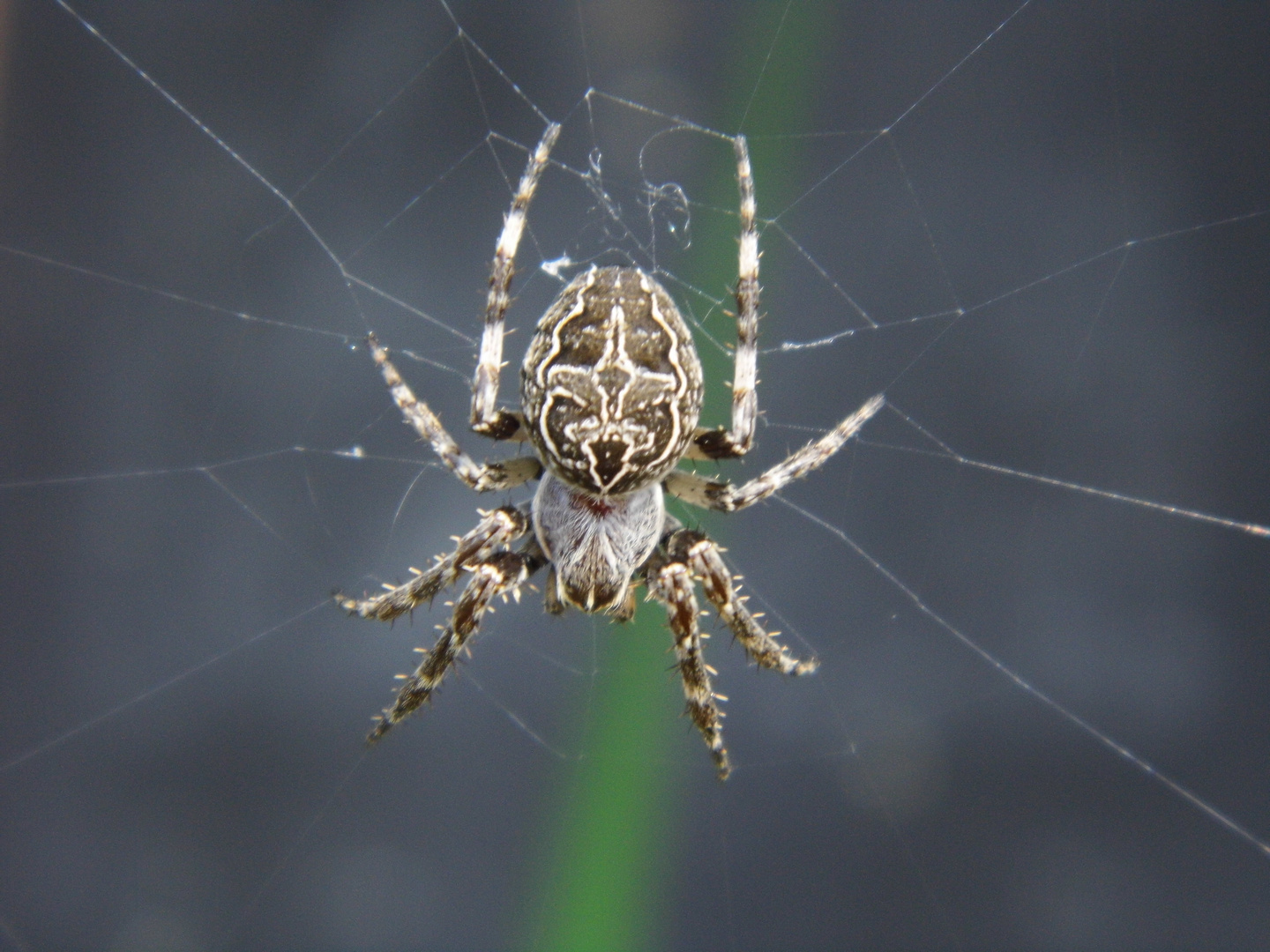 Kreutzspinne im Netz