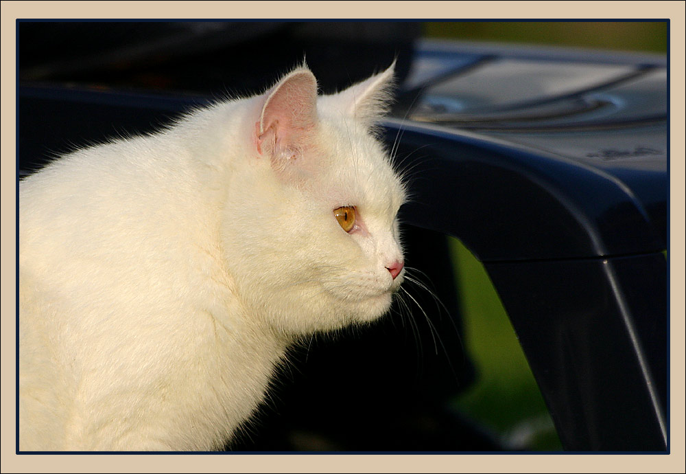 Kreutzte man den Mensch mit der Katze, verbesserte man den Menschen aber verschlechterte die Katze!