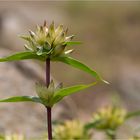 Kreuz-Enzian (Gentiana cruciata).