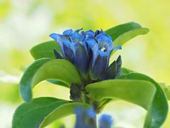 Kreuz-Enzian (Gentiana cruciata)