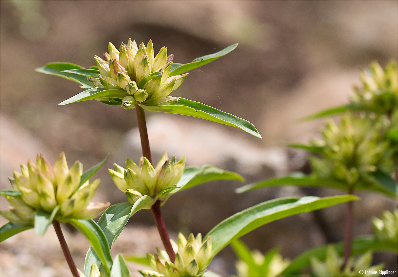 Kreuz-Enzian (Gentiana cruciata).