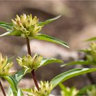 Kreuz-Enzian (Gentiana cruciata).