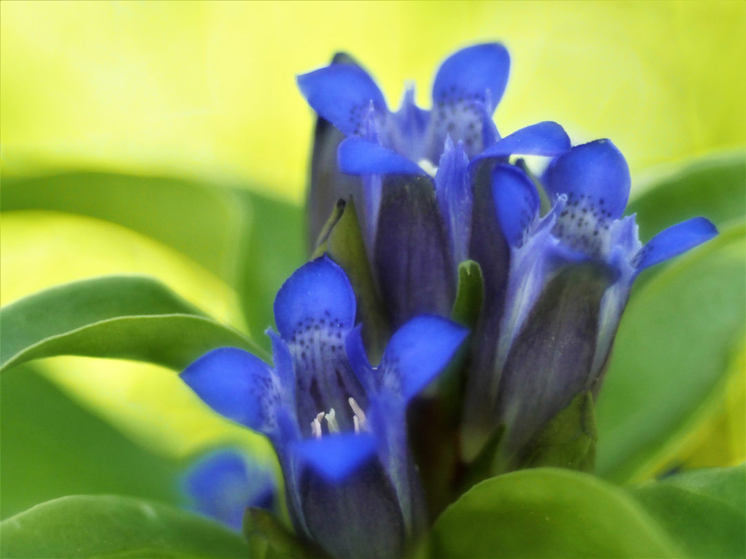 Kreuz-Enzian (Gentiana cruciata)