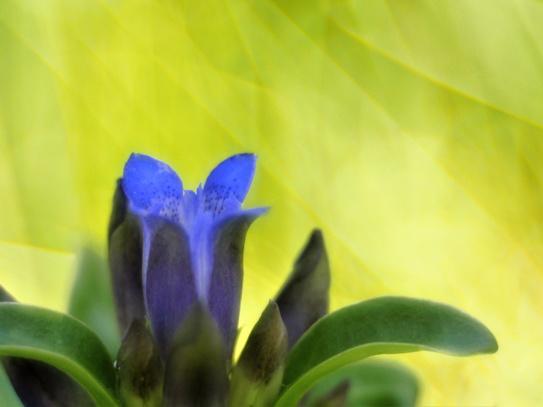 Kreuz-Enzian (Gentiana cruciata)